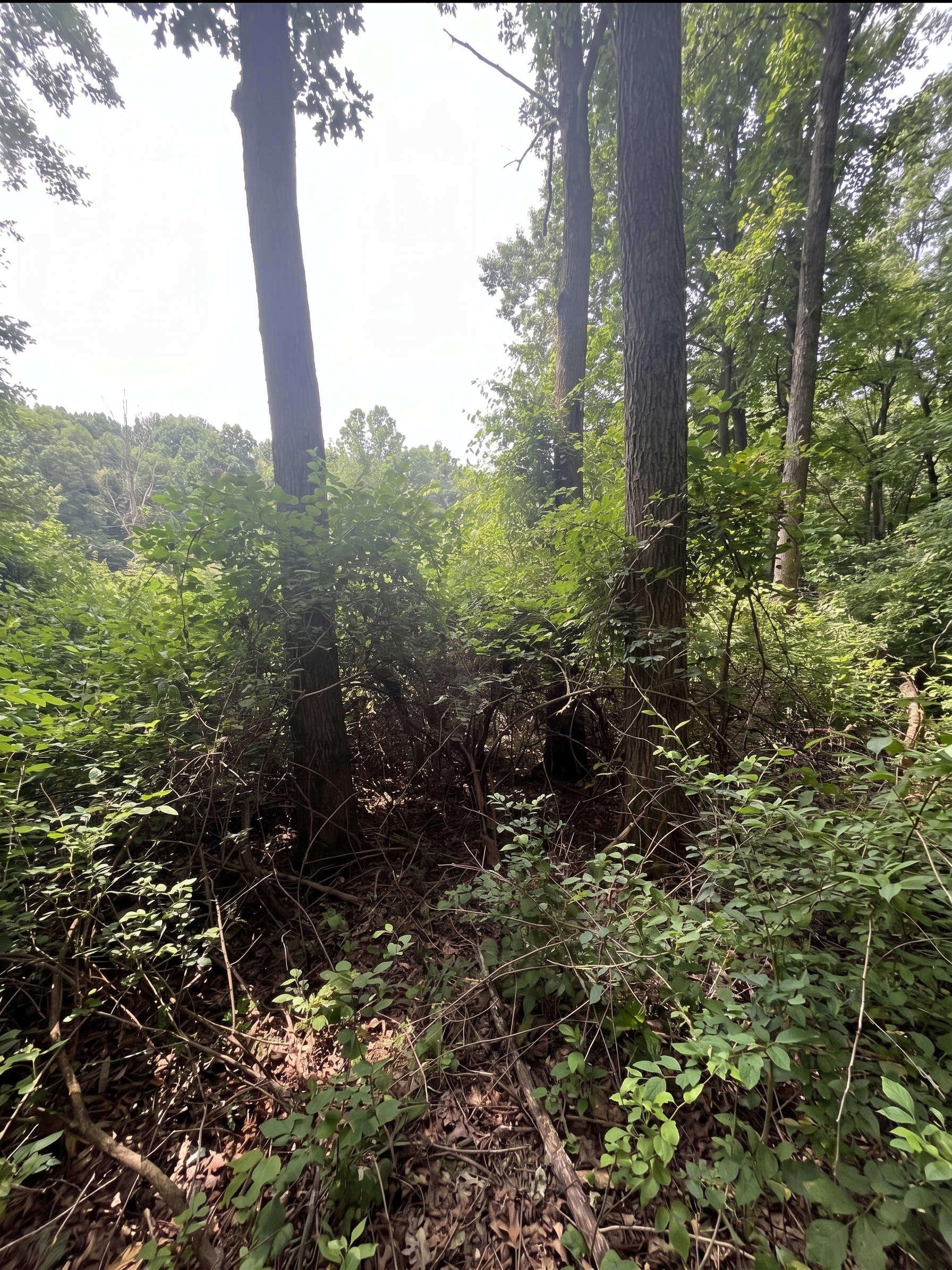 Overgrown property before honeysuckle and brush removal